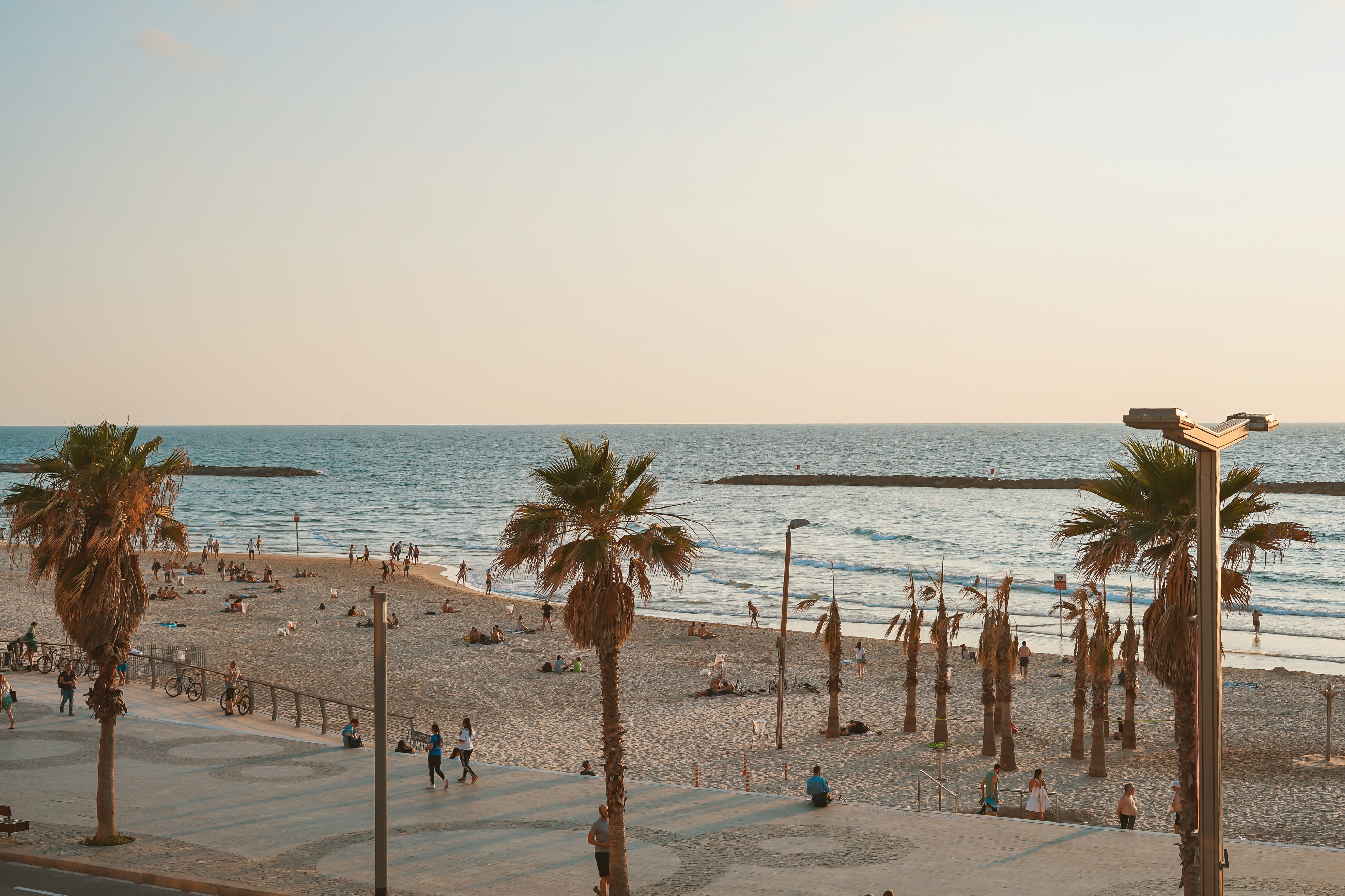 aerial photography of seashore near palm tree